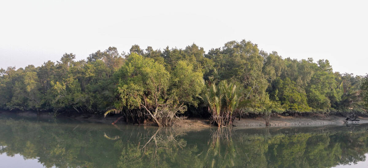 Discovering the Wonders of Sundarbans National Park - Explore India