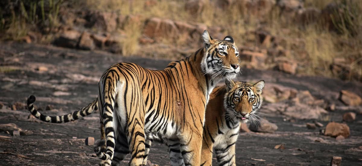 Exploring the Wonders of Ranthambore National Park - Explore India